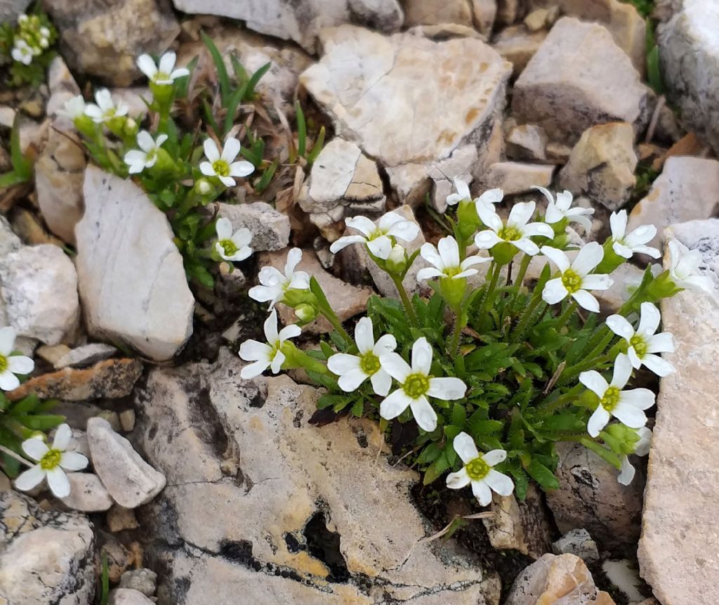 Saxifraga androsacea